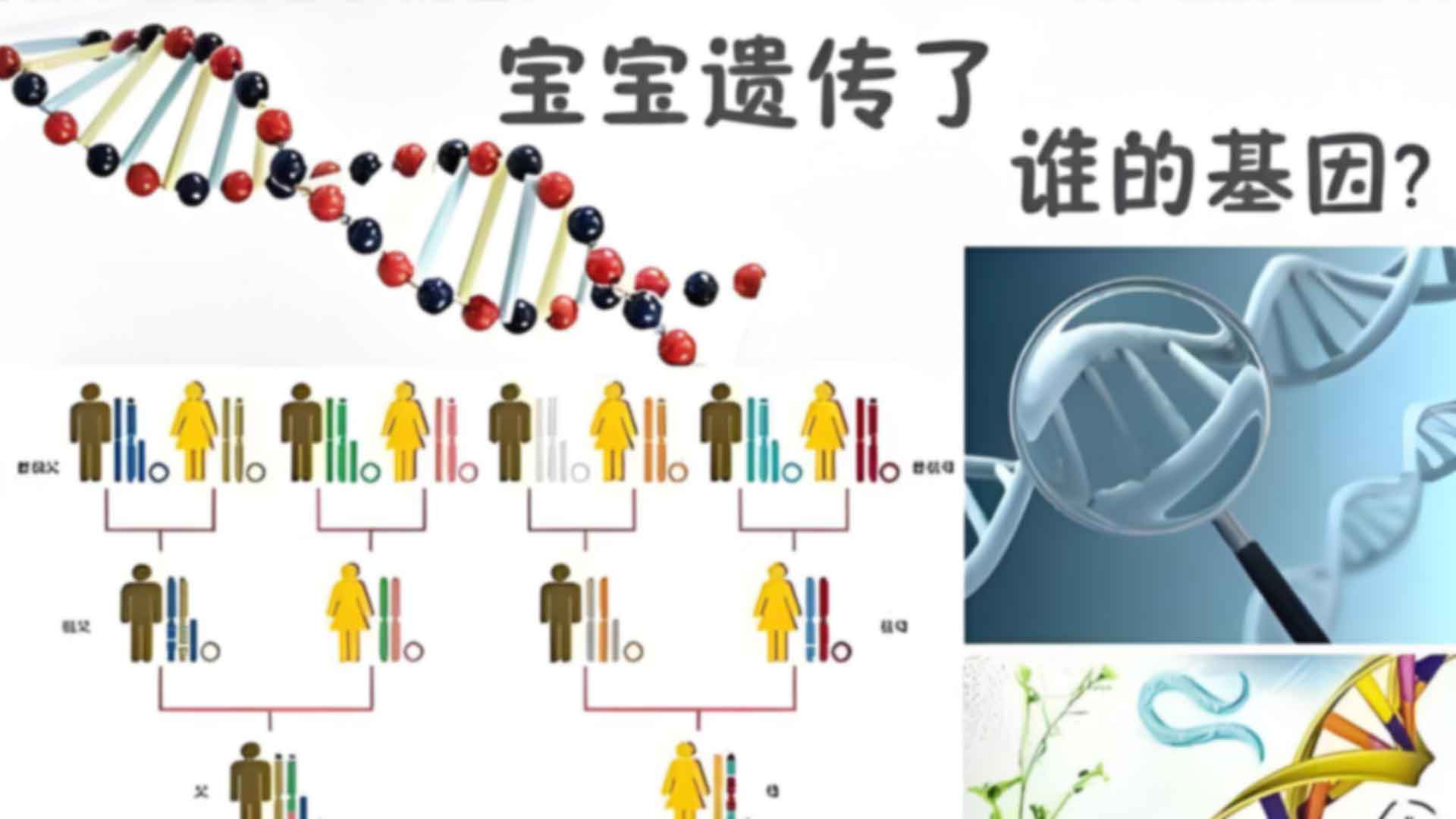 北京亲缘价格标准是多少