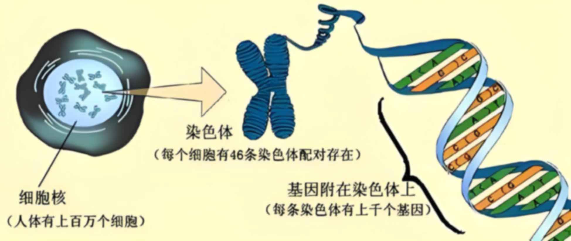 密云亲缘办理要带什么证件